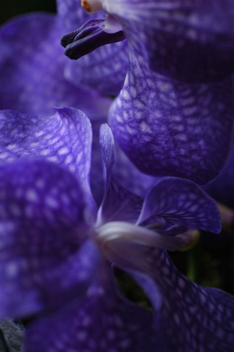 Luy magiczl oorchid